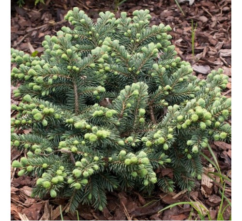 Ель колючая Вальдбрун (Waldbrunn) С2